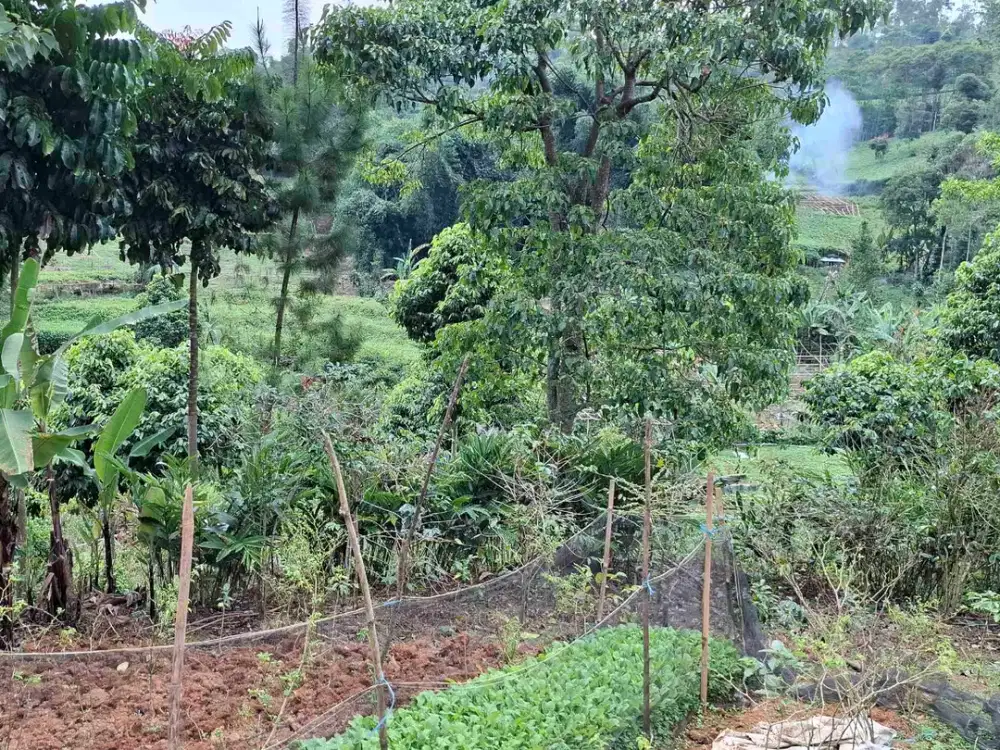 JUAL CEPAT TANAH ADA SUMBER MATA AIRNYA GAMBUNG CIWIDEY HARGA TERJANGKAU
