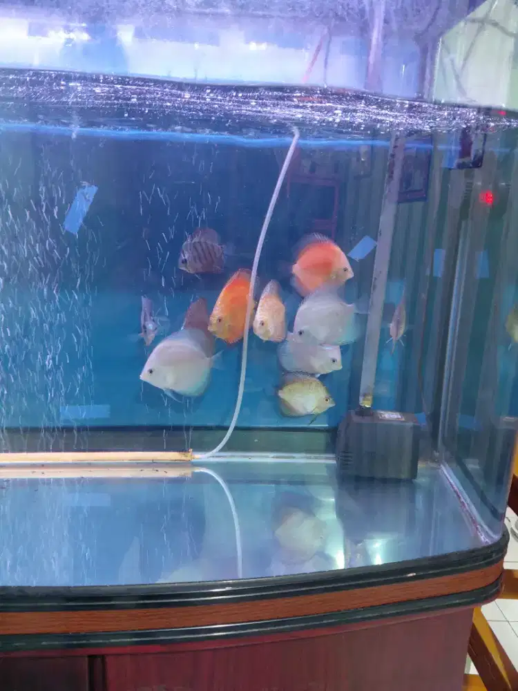 Jual ikan discus