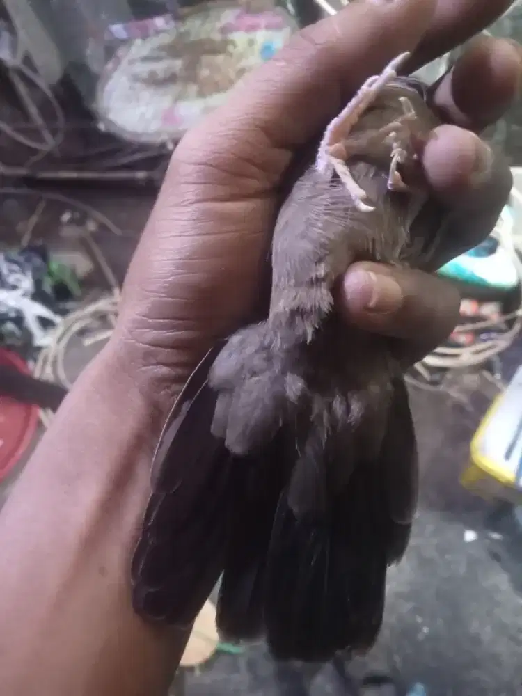 Perkutut cemani ekor 15 Pendowo mijil