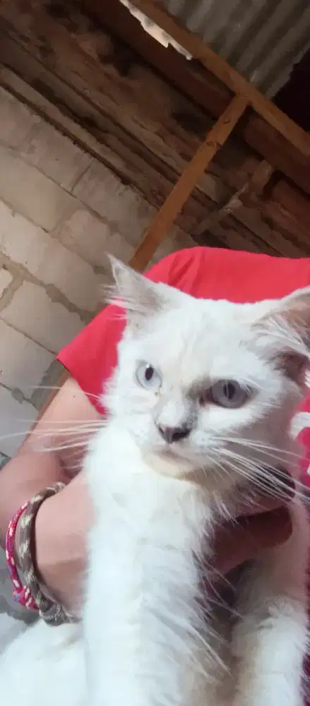 Oper adopsi kucing himalaya
