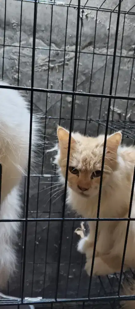 Oper adopsi kucing persiab
