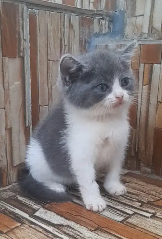 British shorthair jantan