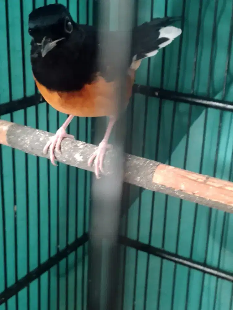 Burung murai & kandang no.1+krodong