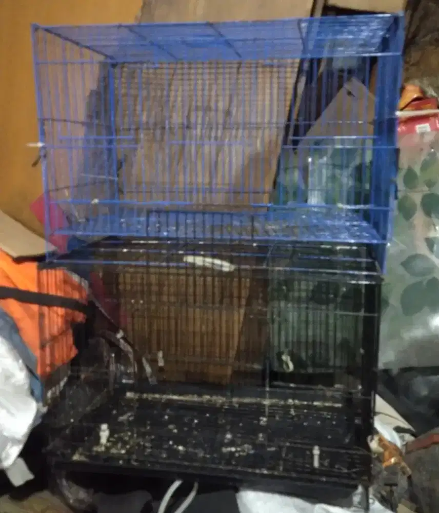 Kandang burung sugar glider kucing