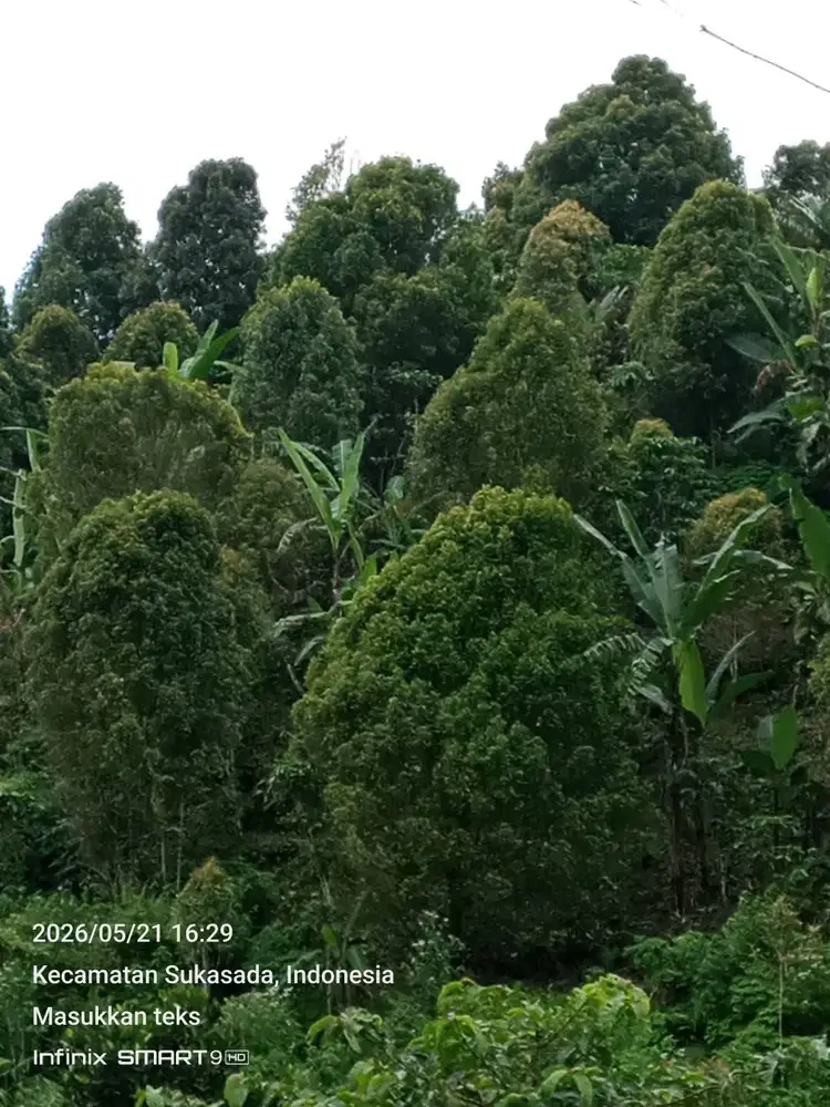 DI JUAL KEBUN PRODUKTIF 1,14 HA - CENGKEH, KOPI, DAN BUAH BUAHAN.