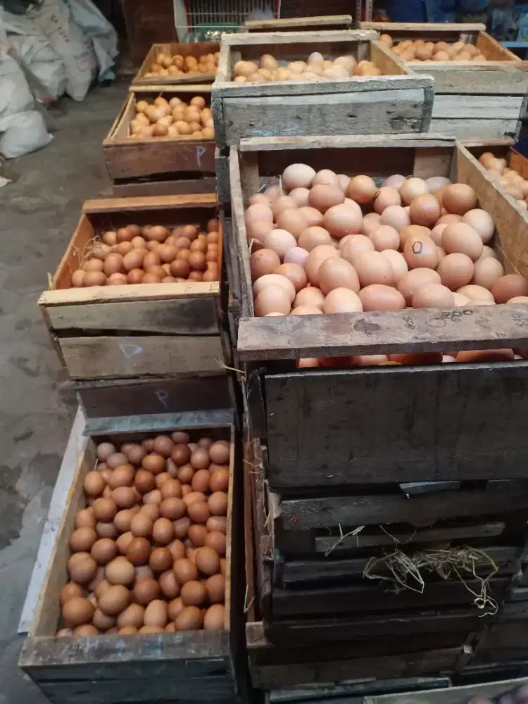 Telur Ayam Omega 3