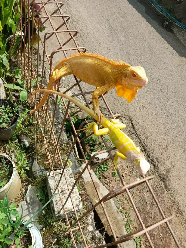 RED IGUANA ALBINO & GREEN IGUANA ALBINO