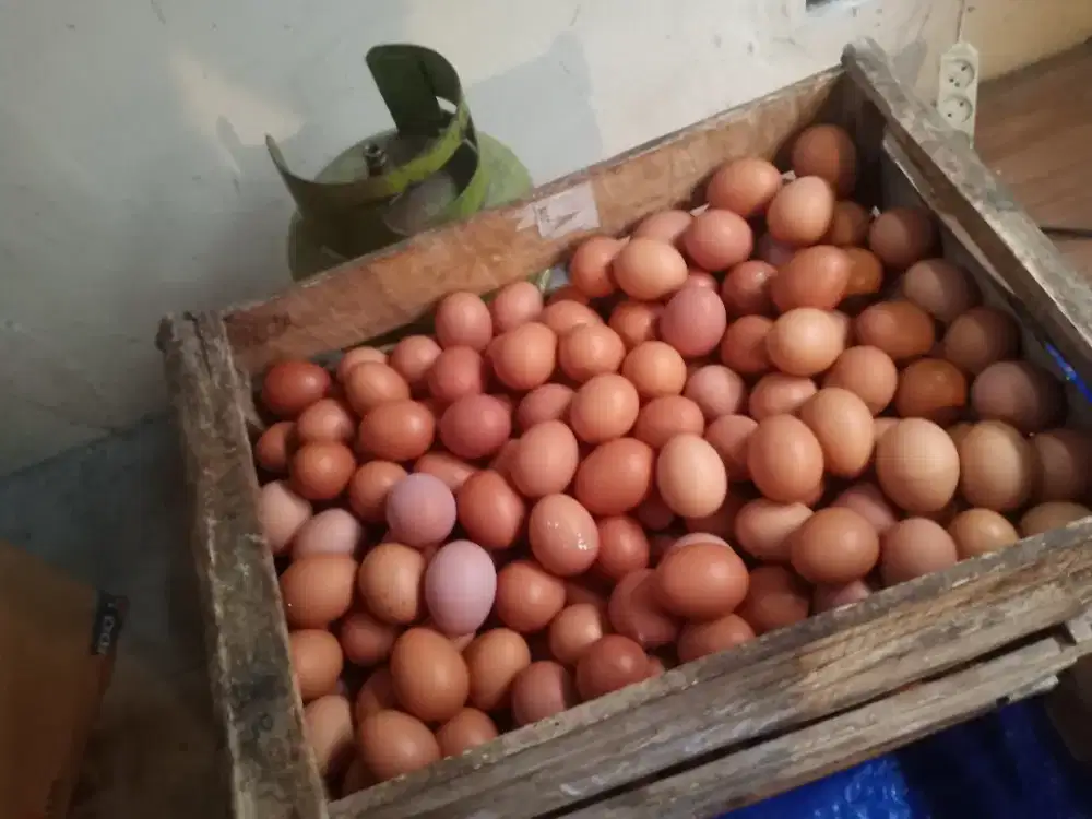 Telur Ayam Negeri