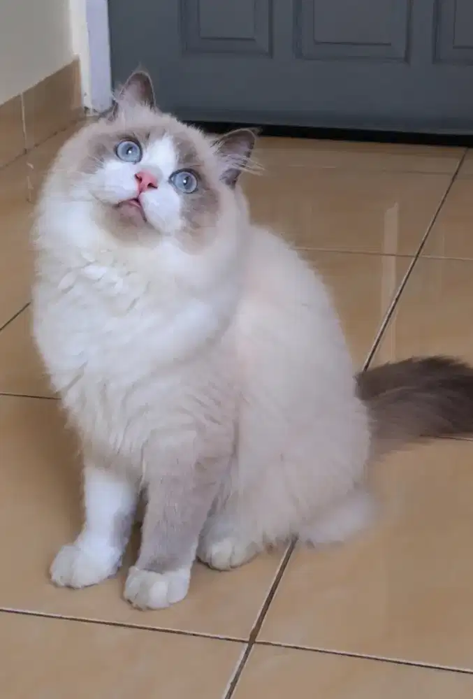 Ragdoll non ped jantan 8 bulan