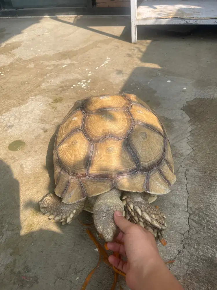 SULCATA SEPASANG BETINA 45 cm JANTAN 37