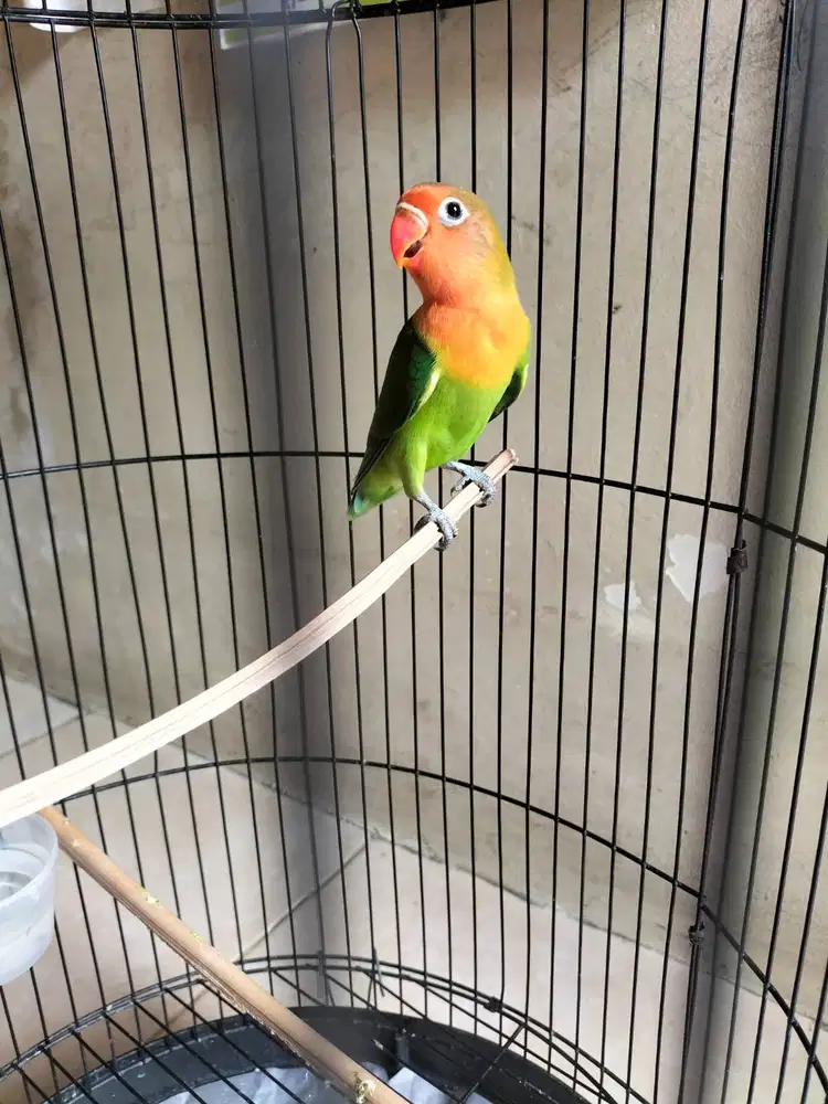 Lovebird paud ijo