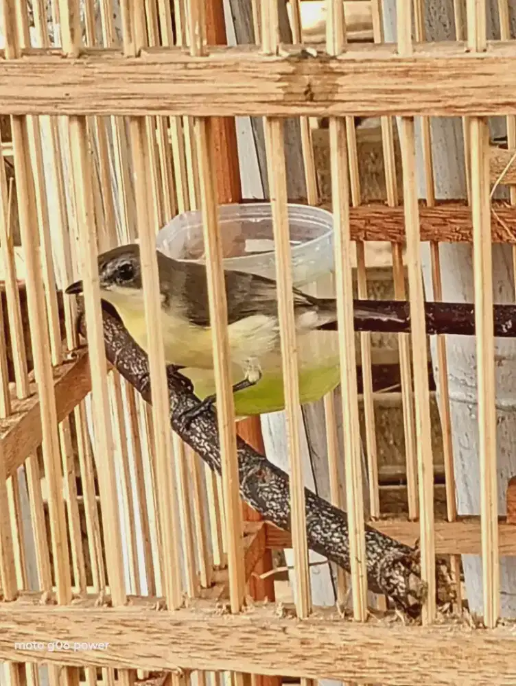 Burung Remetuk Laut