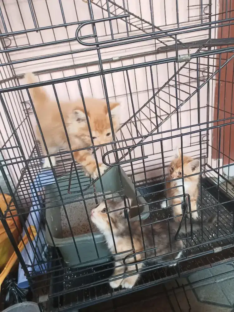 Kitten Persia murah