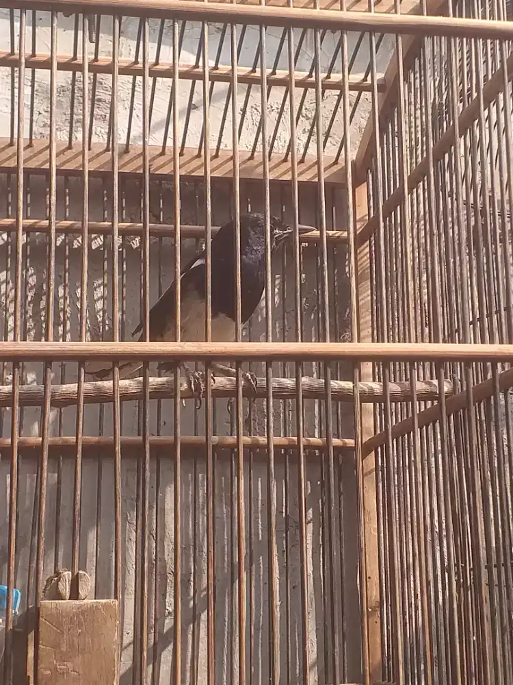Kacer daput  suja bunyi usia tua