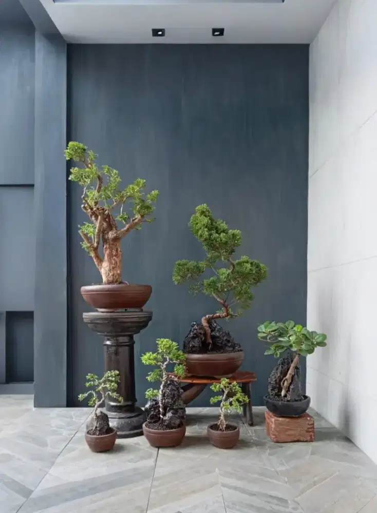 Borongan murah aja bonsai hias mini