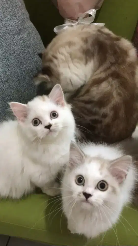 Lepas Adopt Kitten/Kucing Ras Ragdoll