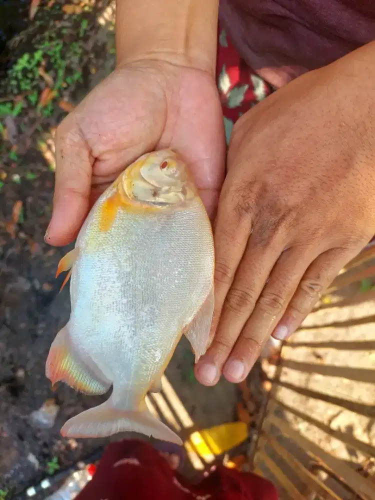 Pacu albino -+4jari