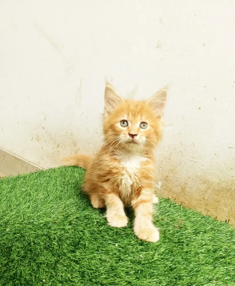 Kitten Jantan MaineCoon No mix. Garansi