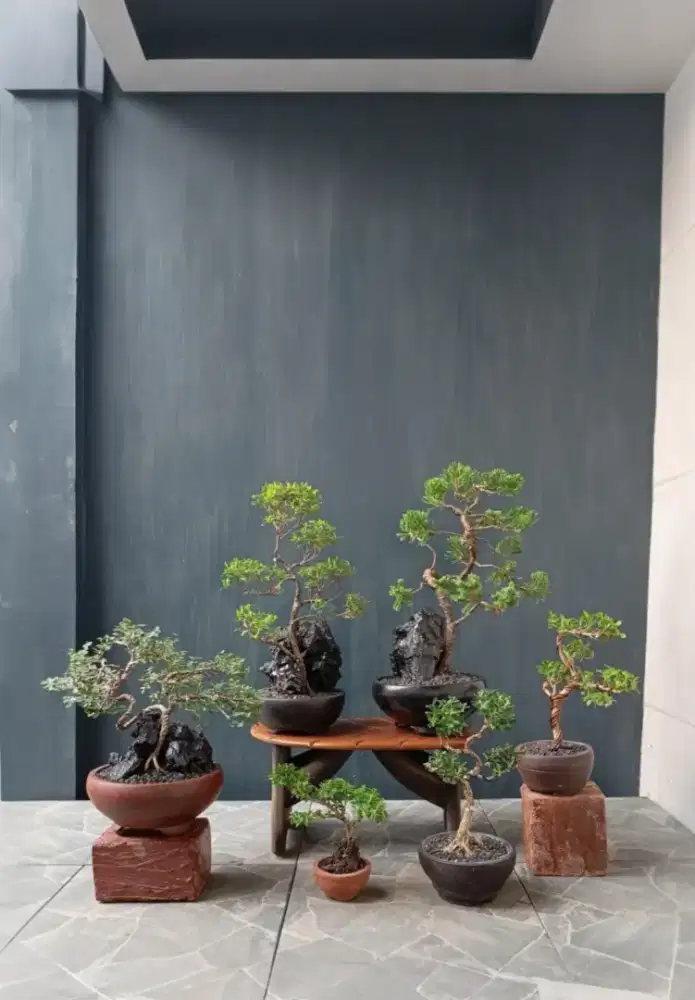 mini bonsai imut ada 6 pohon