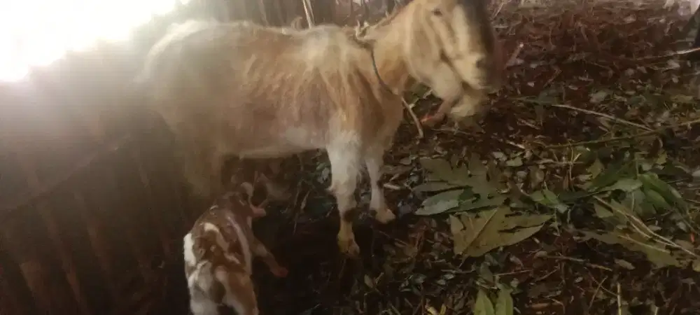 Jual hewan kambing betina jawa