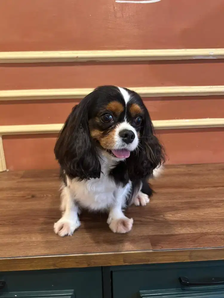 Semi hibah Cavalier Spaniel Betina