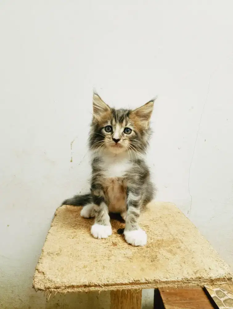 Kitten MaineCoon Jantan Pure no mix