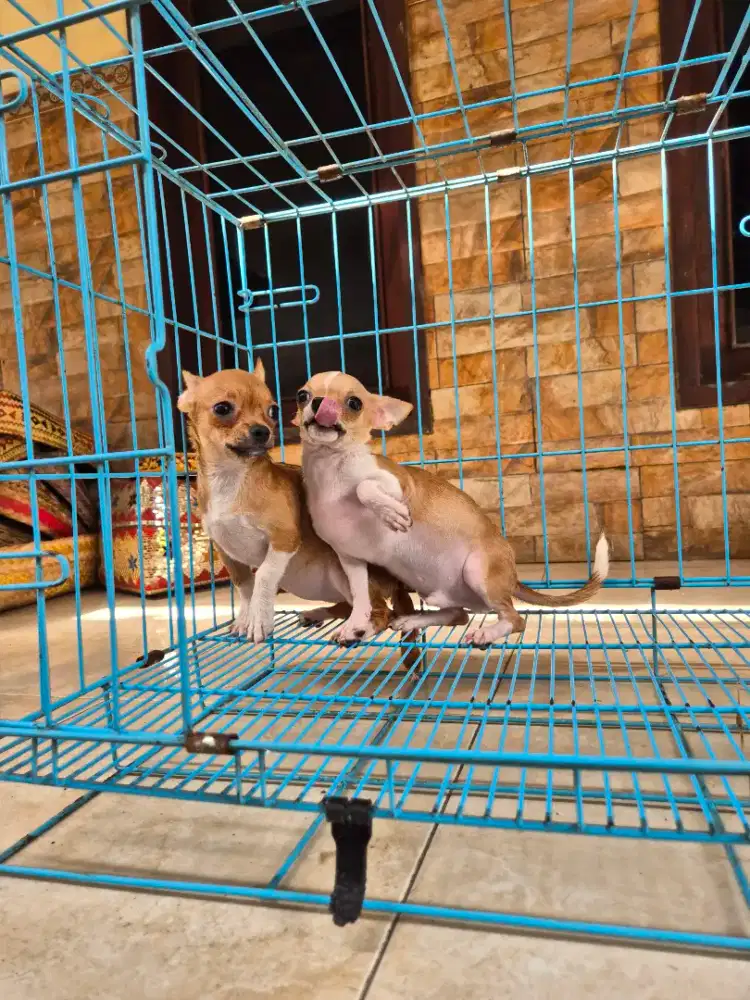 super cakep mini chh jantan dan betina
