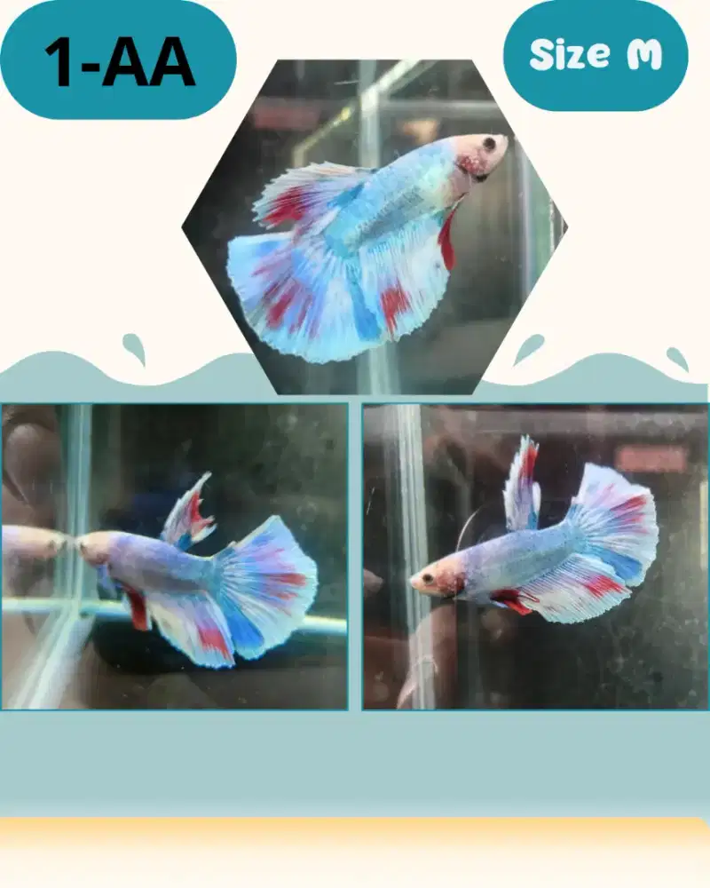 Ikan Cupang Halfmoon (free Soliter Kaca)
