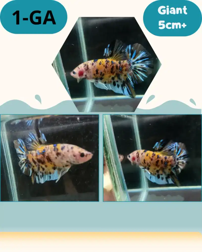 Ikan Cupang Giant 5 cm+ (Free soliter kaca)