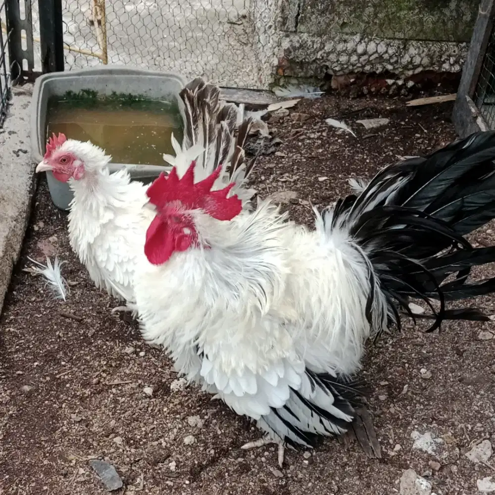 Ayam kate black tail bulu walik