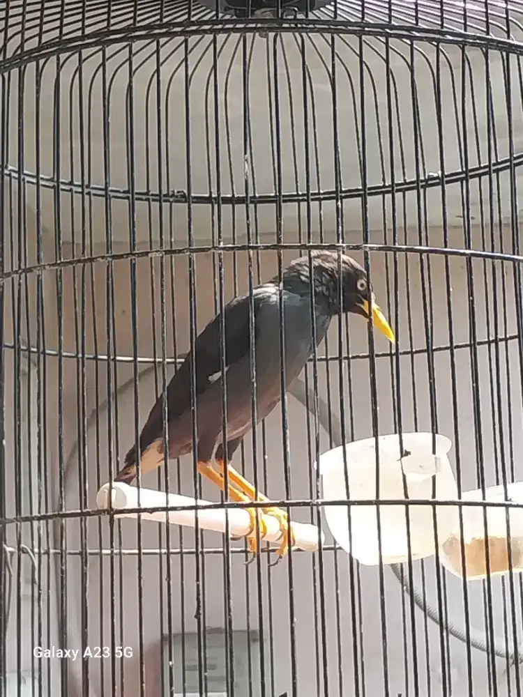 Jalak kebo anakan rawatan