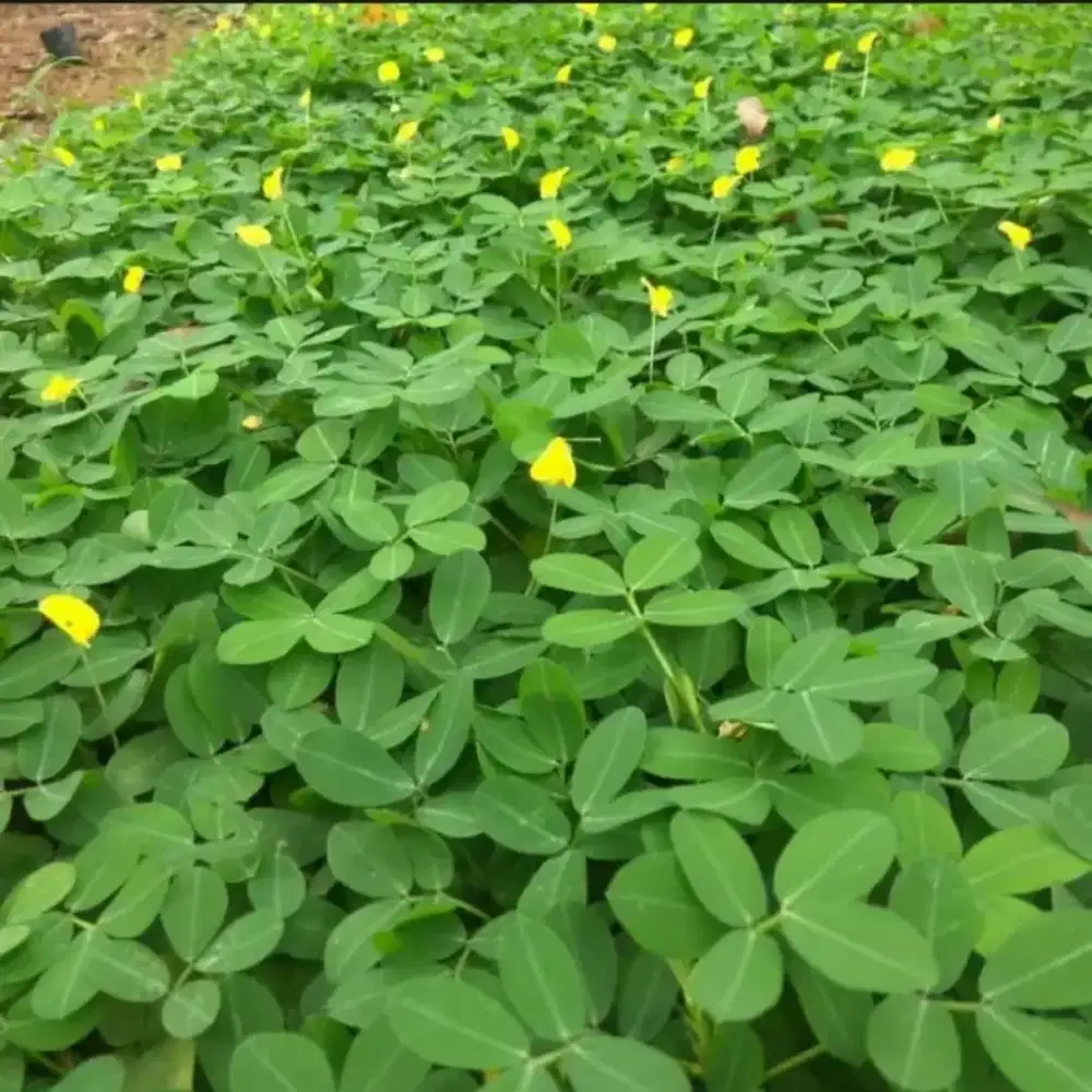 Tanaman Landep | Pohon Kacang Kacangan
