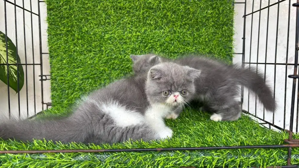 Kucing Exotic Peaknose