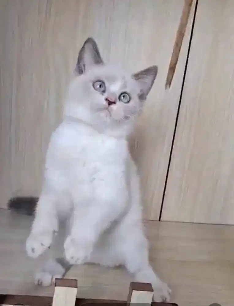 Kitten munchkin BSH NS