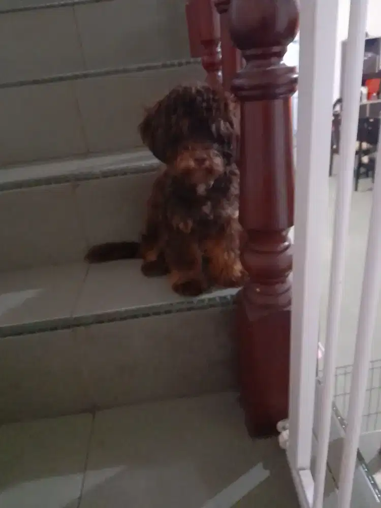 Dijual anak anjing shinpoo