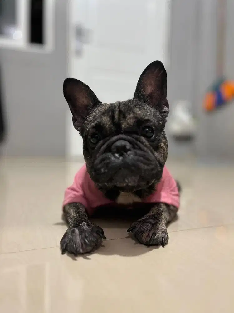 French Bulldog Adult