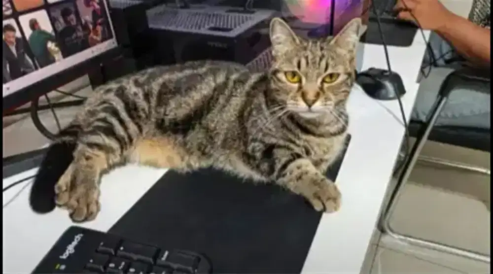 Jual Kucing Munchkin domestik dan busok madura