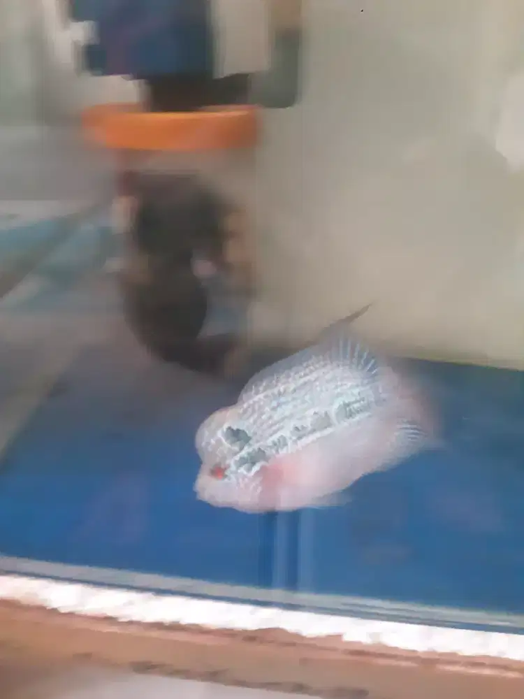 ikan louhan srd