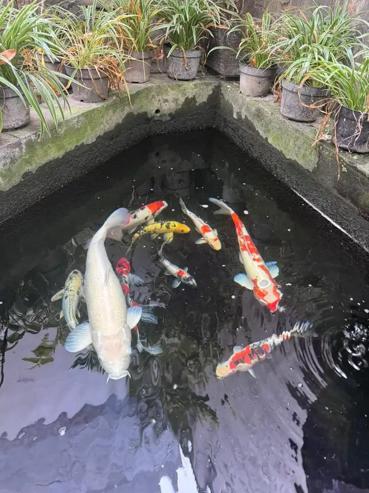 Ikan Koi Murah - Kolam dibongkar