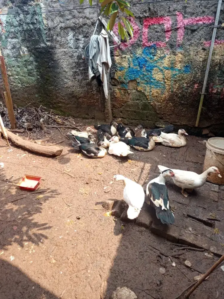 Bebek Entok jual borongan