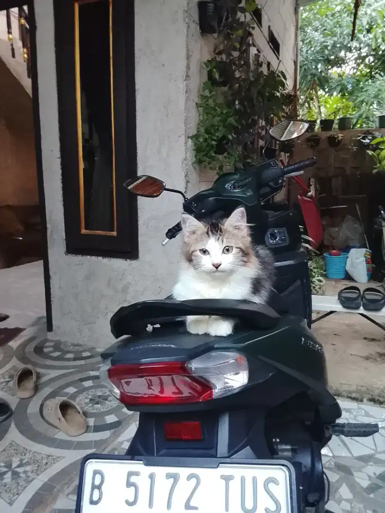Open adops kitten Persia mix angora