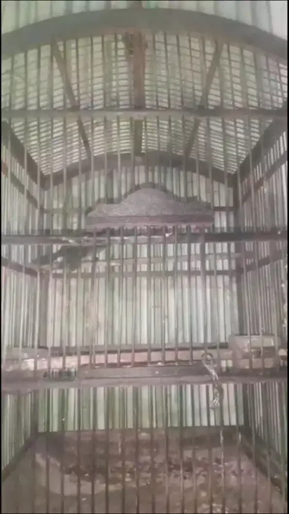 Trucuk jatim burja