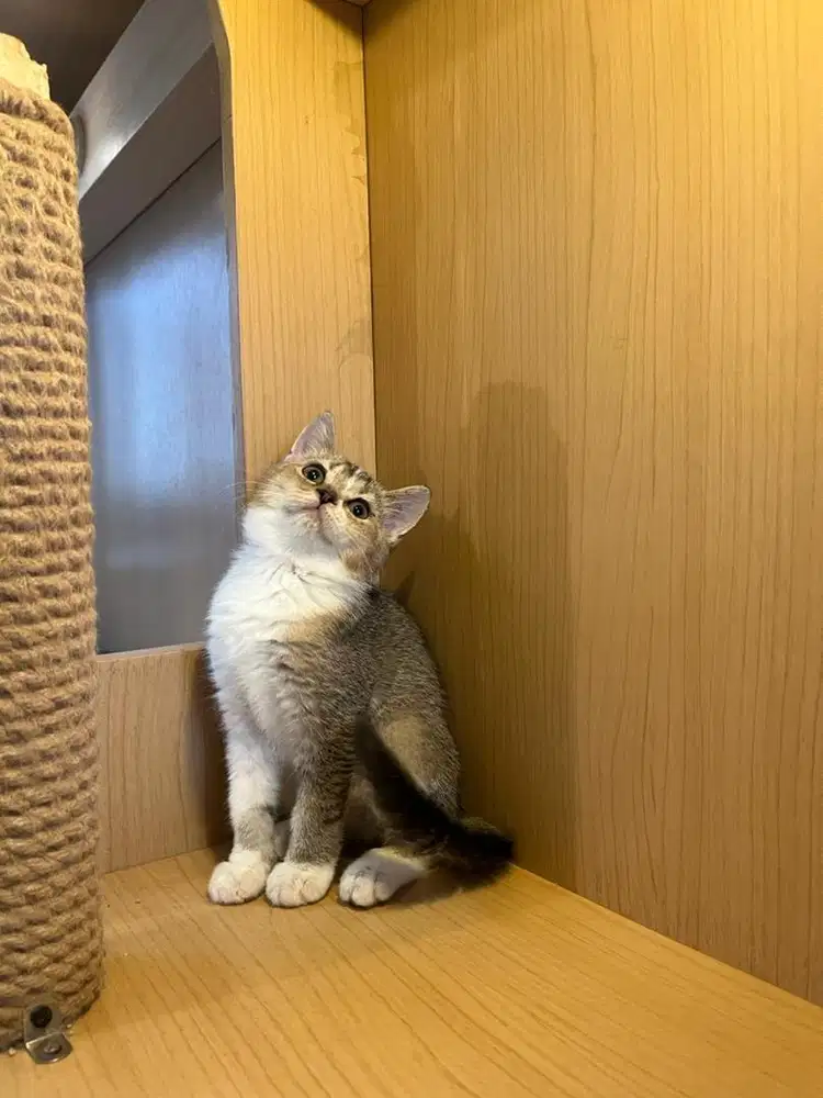 Kucing BSH Betina