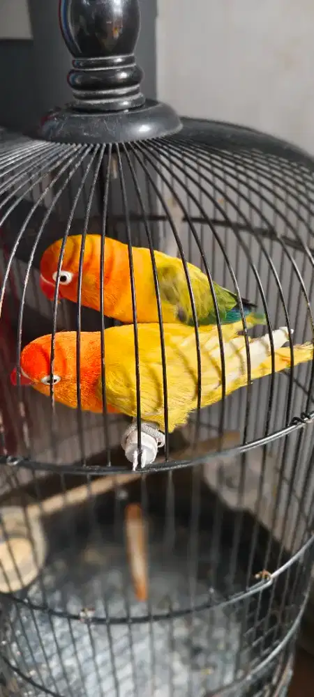 Lovebird biola uwing dan pastel