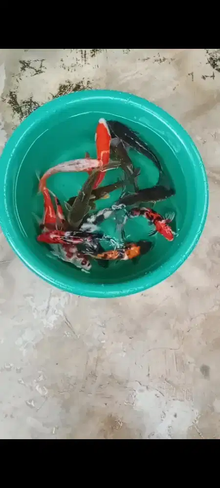 Koi mix  10 ekor