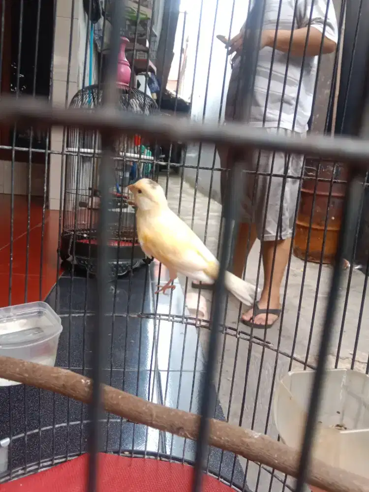 Burung kenari seri AF sortiran jantan dari klaten