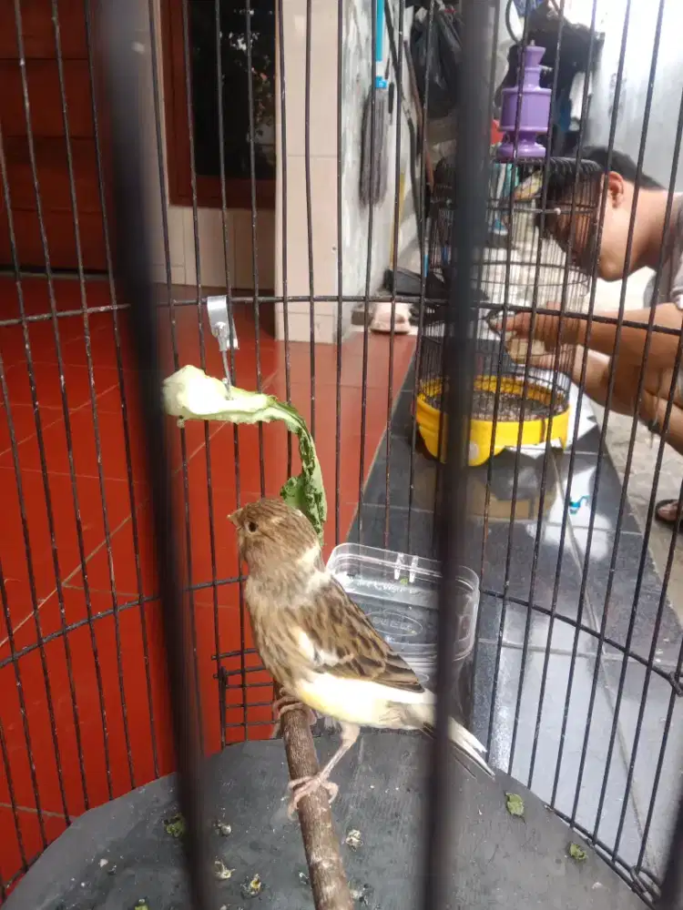 Burung kenari seri af sortiran jantan barong gede