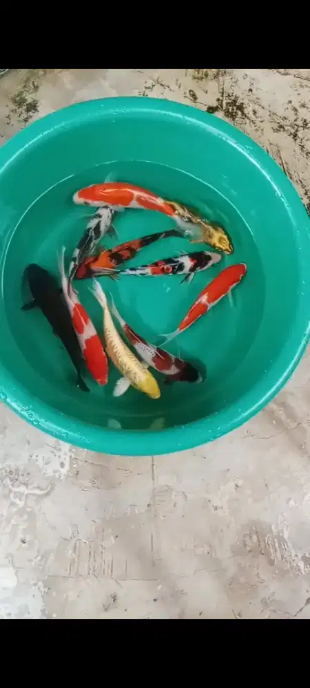 Koi mix 10 ekor