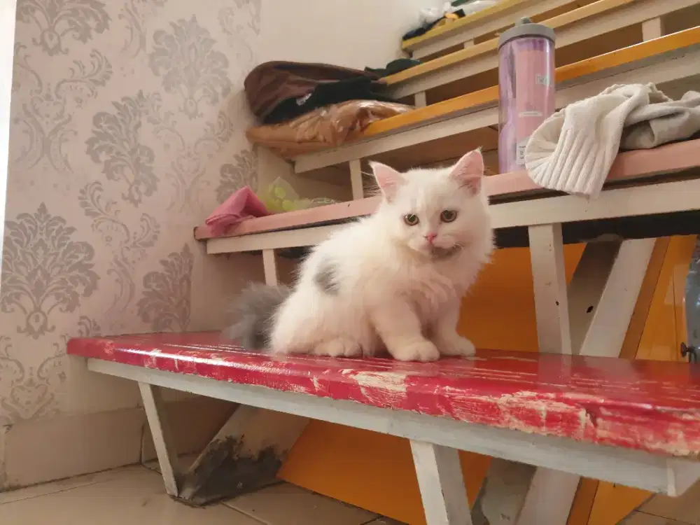 Kitten persia 3 bulan