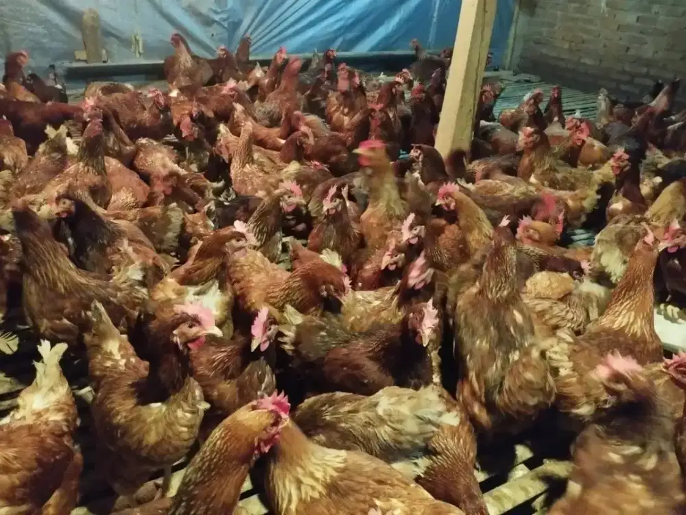 Ayam Petelur Siap Produksi